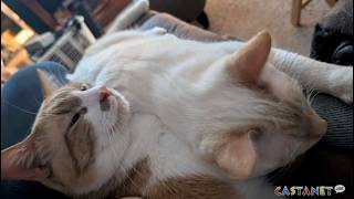Summerland rescue has two young bonded cats to adopt