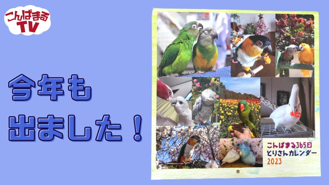 【こんぱまるTV】こんぱまるおすすめ商品　こんぱまる365日とりさんカレンダー！！