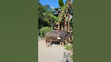 如果你不小心刷到我 请留下来翻翻我的作品吧 也许能治愈你烦躁的心情 记录真实生活 农村生活 我的乡村生活 快手 Countrylife 