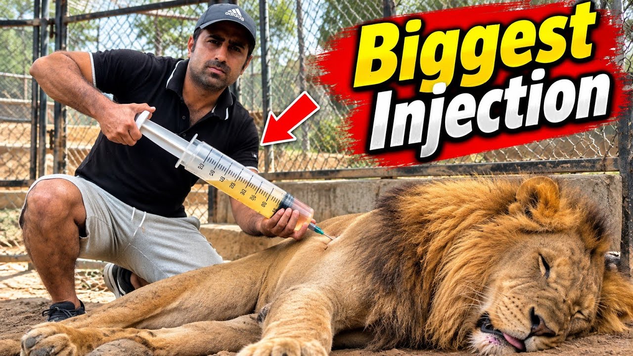 World’s Biggest Injection to Lion 🦁💉 | Shocking Reaction - YouTube