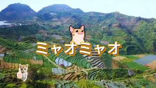 #猫ミーム #歯磨き粉みゃおみゃお