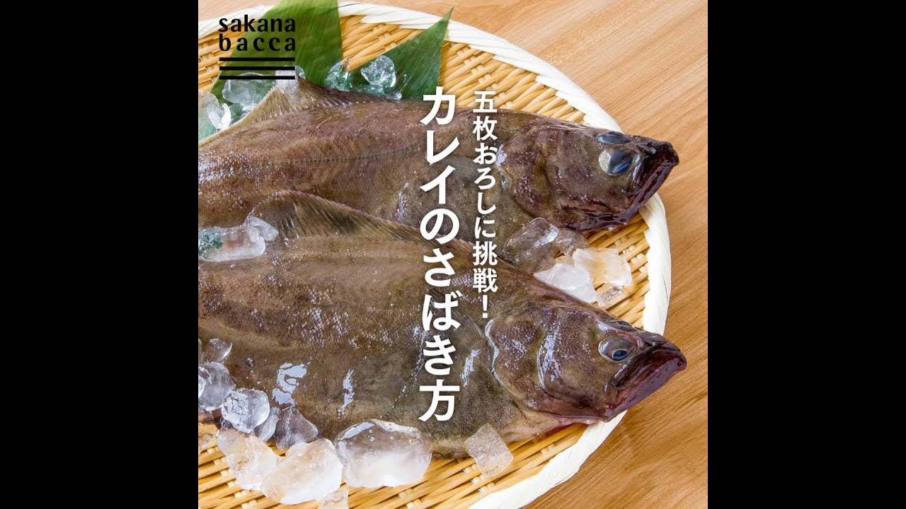 魚のきほん 五枚おろしに挑戦 カレイのさばき方 Youtube