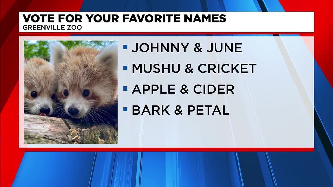 Greenville Zoo looking for help naming new Red Panda cubs