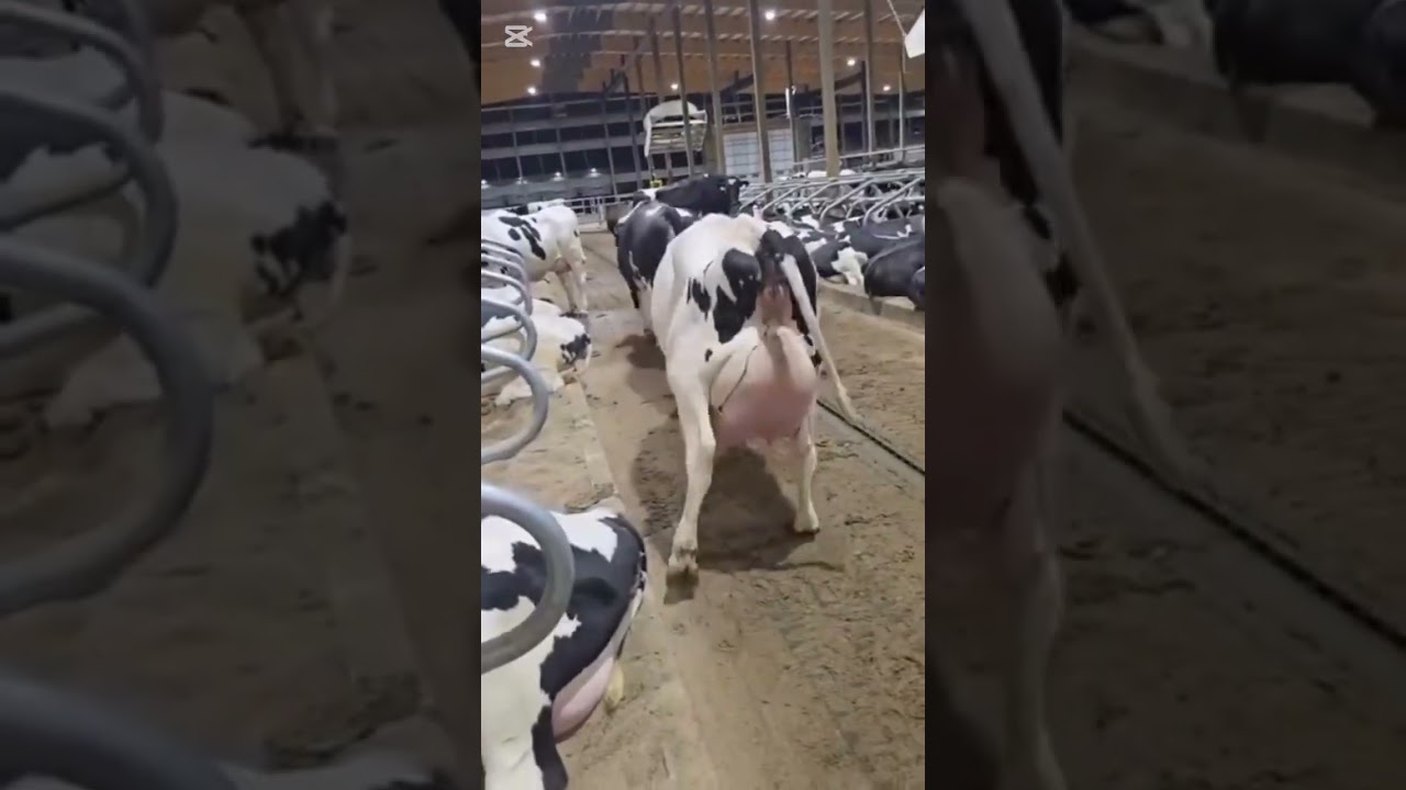 milk queen❤🔥 #cow #dairyfarm #cowfarming #cattlefarming #dariy  #livestock#shortvideo #shorts