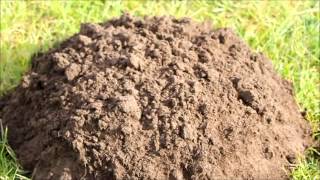 Mole Hill