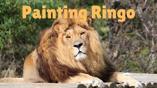 Rescued Lion. Ringo the Rescued Lion, Cape Town, South Africa.