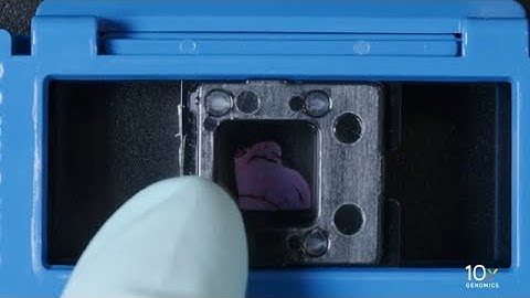 Visium CytAssist Deparaffinization H&E Staining Demonstrated Protocol | Tissue Slide Cassette