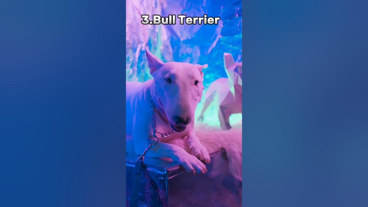 Top 5 Best Dogs For Kids And Families shorts 2023 dog YouTube top-5-best-dogs-for-kids-and-families-shorts-2023-dog-youtube