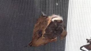 Luna Moth Hatching from Cocoon