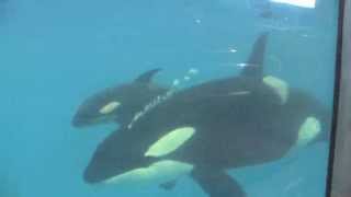Killer Whale Calf Born | SeaWorld San Antonio