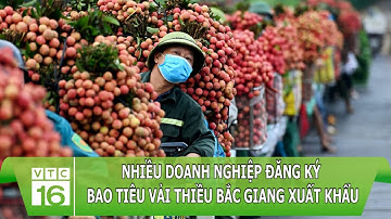 Nhiều doanh nghiệp đăng ký bao tiêu vải thiều Bắc Giang xuất khẩu | VTC16