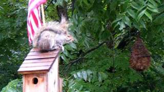 house wren attack's squirrel.AVI