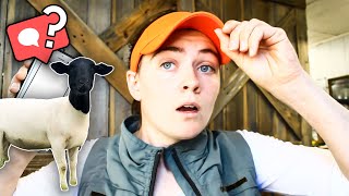 BLACK vs. WHITE DORPER SHEEP, Deworming, Bottle Jaw, Scours // YOUR QUESTIONS ABOUT SHEEP FARMING