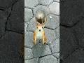 Белчонок выпрашивает орехи. 🐿️  #shorts #белка #смешныеживотные