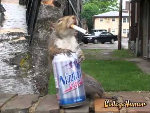 drunk-squirrel-laughing