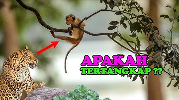 Berhasilkah?? MACAN TUTUL Ketika Berburu MONYET | penelusuran