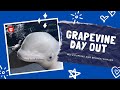 Grapevine Day Out: A Beluga Whale And Puffin Sanctuary