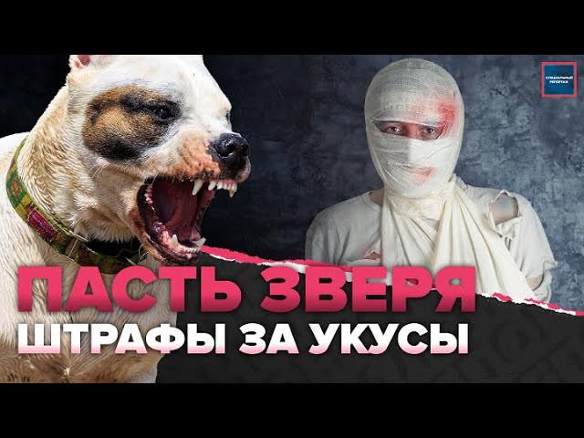 собаки нападают собаки нападают
