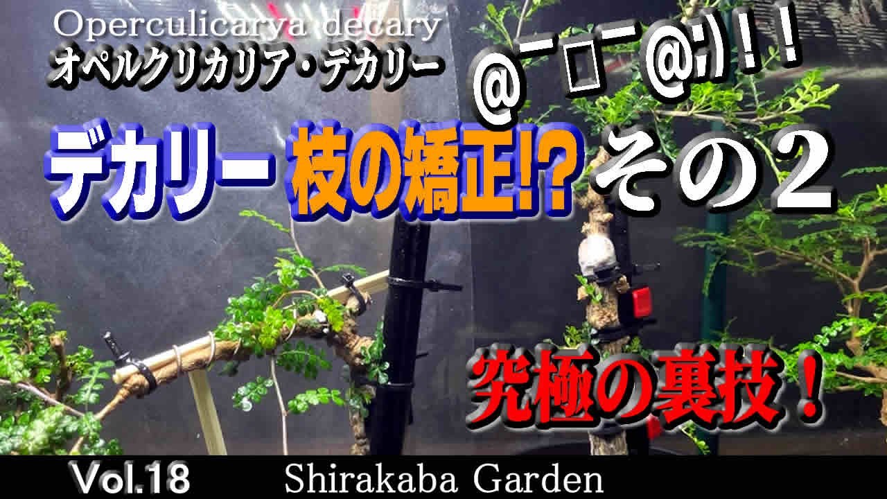 ■デカリーの矯正その２・剪定■オペルクリカリア デカリー Vol.1８・挿し木、根ざし Operculicarya decaryi・Cultivation by cuttings 塊根植物　パキプス