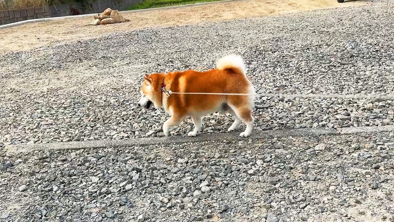 To avoid the gravel path, Shibe awakens his incredible sense of