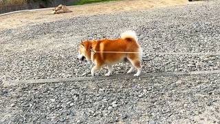 To avoid the gravel path, Shibe awakens his incredible sense of