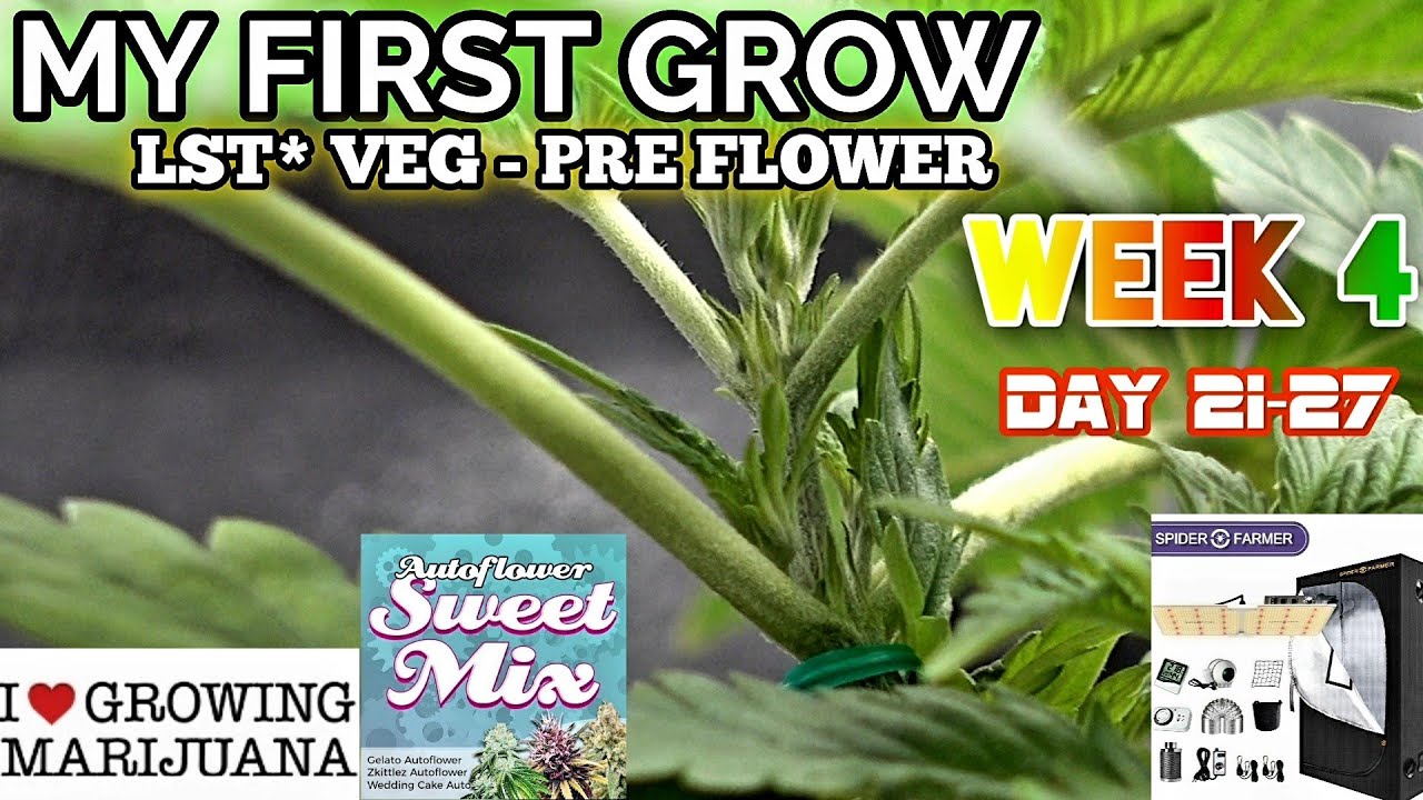 FIRST TIME DOING LST - Week 4 ILGM SWEET MIX Gelato Wedding Cake Zkittlez Autoflower's