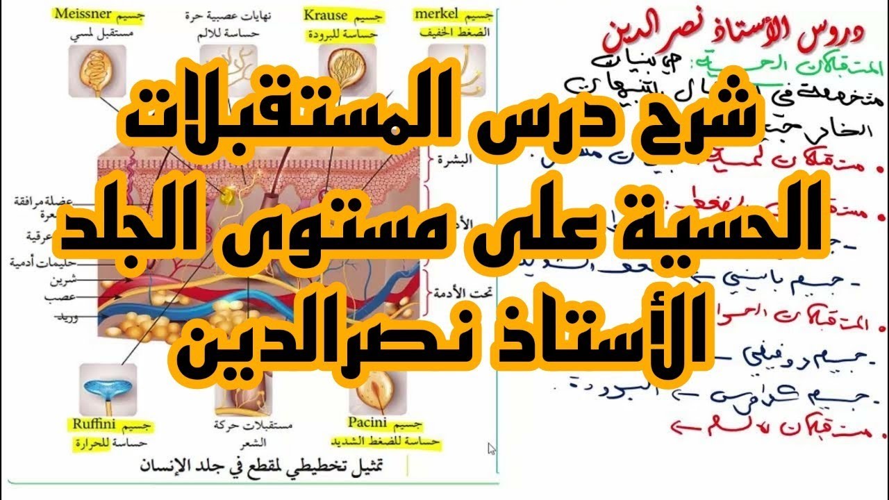 شرح درس المستقبلات الحسية على مستوى الجلد ص 51 من الكتاب المدرسي للسنة 4 متوسط