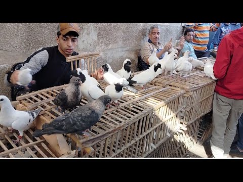 اسعار الحمام في سوق الجمعه السيدة عائشة يوم 2025 11 21 حمام غزار وزينه ابو مجدي