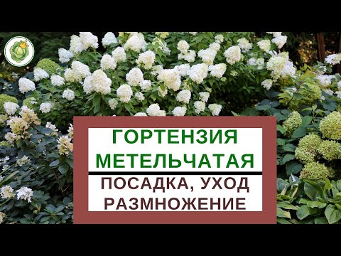 ГОРТЕНЗИЯ МЕТЕЛЬЧАТАЯ - виды, сорта, посадка, уход, обрезка  и размножение