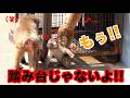 大好きなお友達に踏み台にされて怒るパンチくん。市川市動植物園 「パンチくん」Punch the monkey