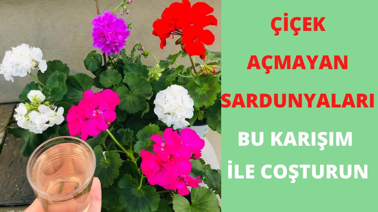 Mum Çiçeği Bol Bol Çiçek Nasıl Açar?