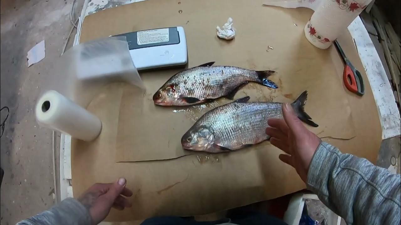 How To Freeze Shad For Bait YouTube