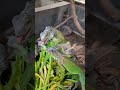 #feedingtime #iguana
