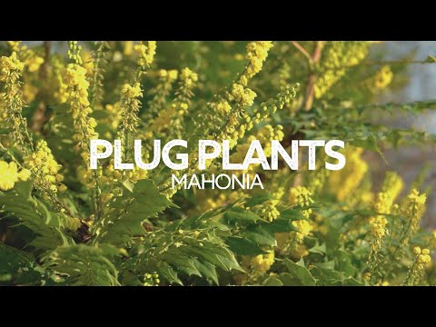Video: Mahonia-planter: Information om plejen af Oregon og krybende druekristtorn