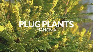 Plug Plants Ep 5: Mahonia! Everything You Need to Know! MustHave Plant! How to Grow!