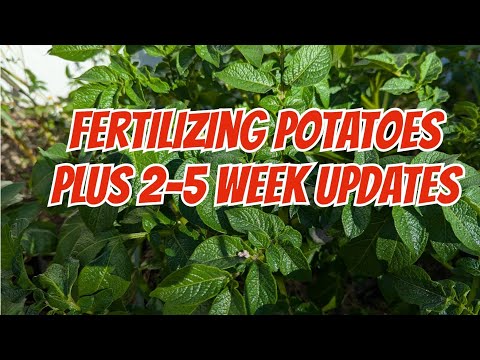 Growing and fertilizing potatoes in beds and in grow bags with updates 2 and 5 weeks after planting