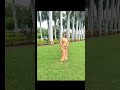 Saree Look #saree #sareelove #shortvideo #shortsfeed #shorts #song