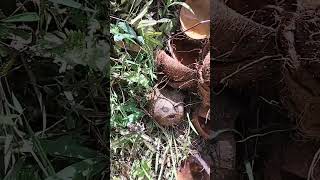 #seesnake when I get composed soil I saw snake 🐍 look at me😁