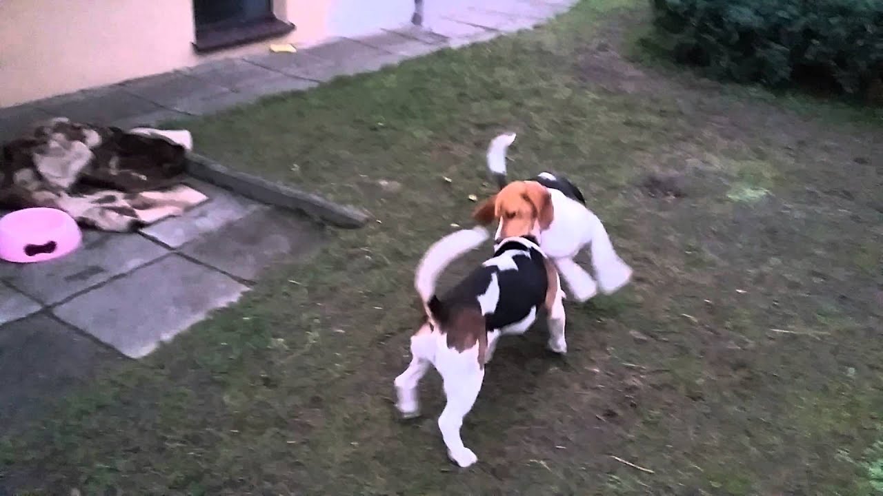 Beagle Game YouTube