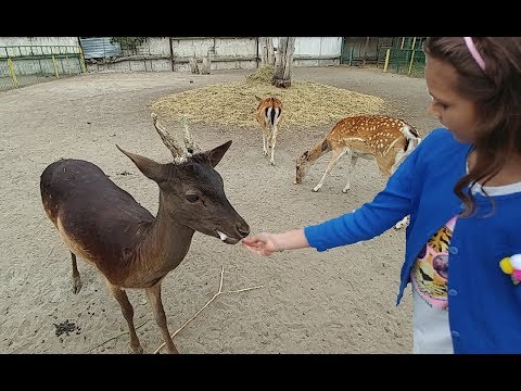 Video: SF hayvanat bahçesine yiyecek getirebilir misin?