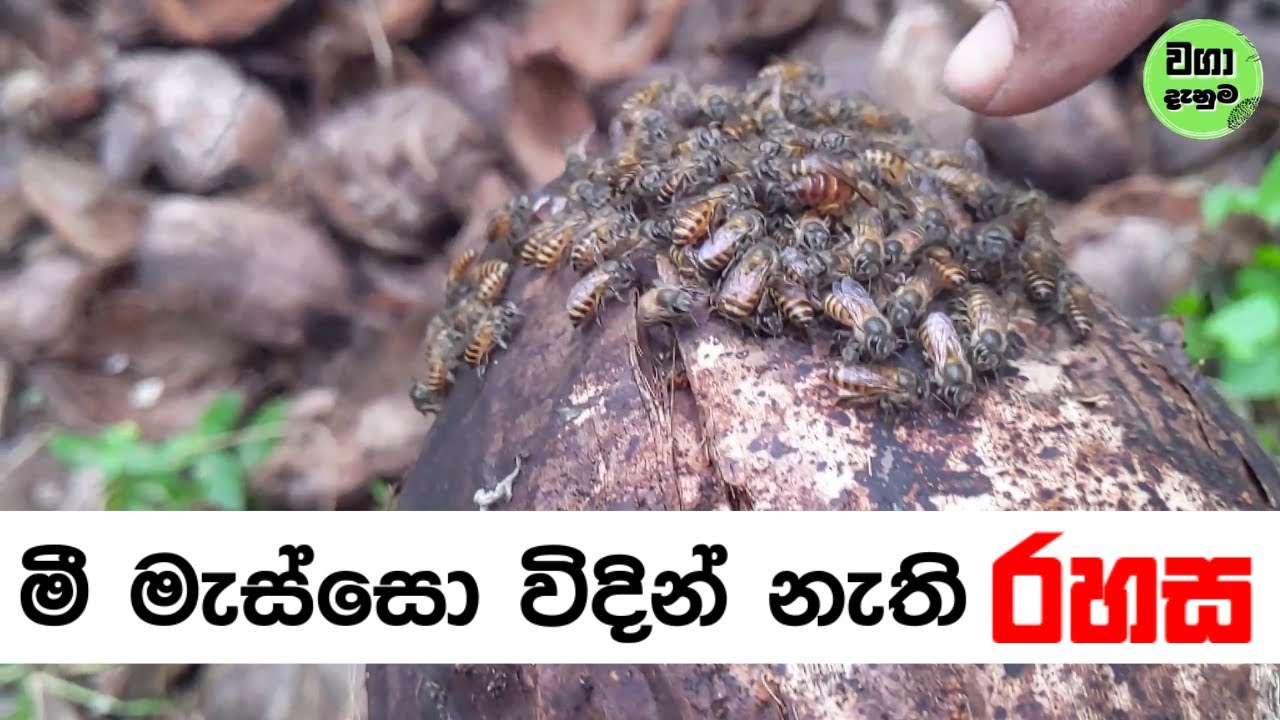 මී මැස්සො විදින් නැති රහස මෙන්න #beekeeping #beekeeper