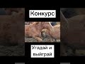 Конкурс угадай и выйграй