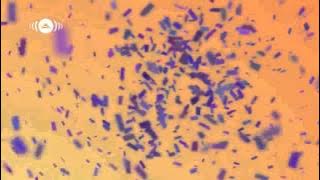 Download lagu Maher Zain Masha Allah Arabic Version) Lyric Video.) 1080 Hd'