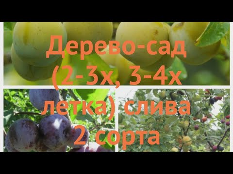 Слива обыкновенная Ренклод