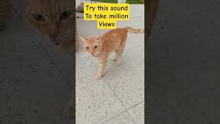 This is the best answer to all questions #cats #cat #kitten #cute