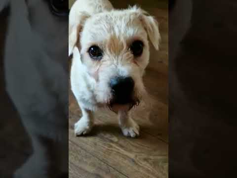 Deefas Gym Session #puppy #dogcomedy #cutedog #funnydogvideos