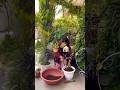 प्लांट्स में कोकोपीट की मल्चिंग कर रही हूँ #gardening #plantscare#homegarden#plants #homegarden