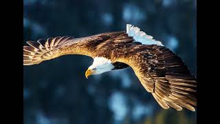 Free Eagle Sound   Free Sound Effects 4