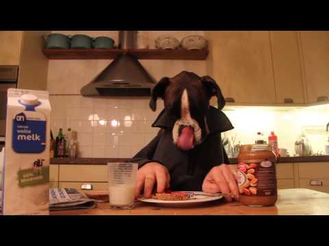 Video: Bedel U Hond Aan Die Tafel - Trein Hond Om Nie Aan Tafel Te Bedel Nie