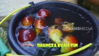 Shangza Buah Tin| JEJAK SI GUNDUL (17/06/23)